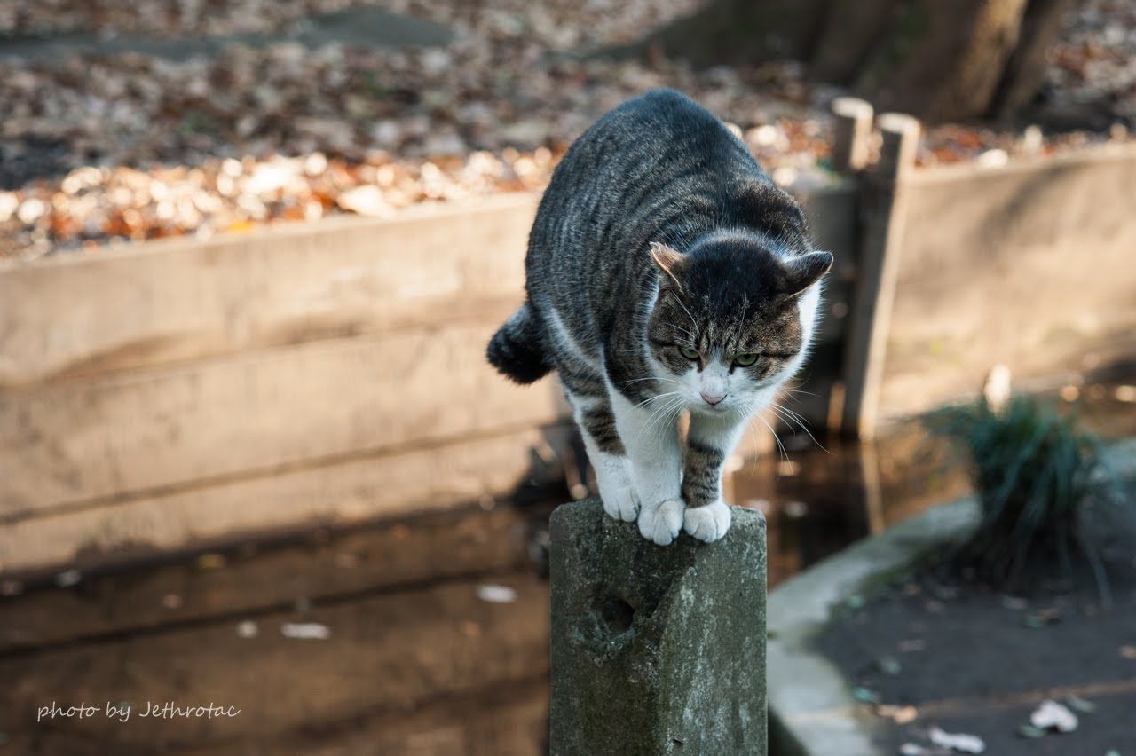 Ai Micro-Nikkor 105mm F2.8Sを使いこなす... | ♡ With My Cobby