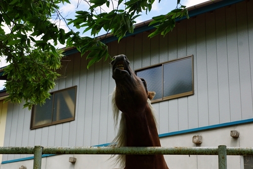 木の葉を食べる馬