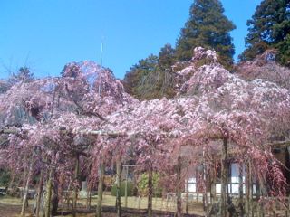 六地蔵桜