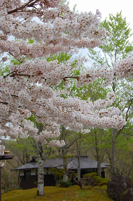 定義さんの桜