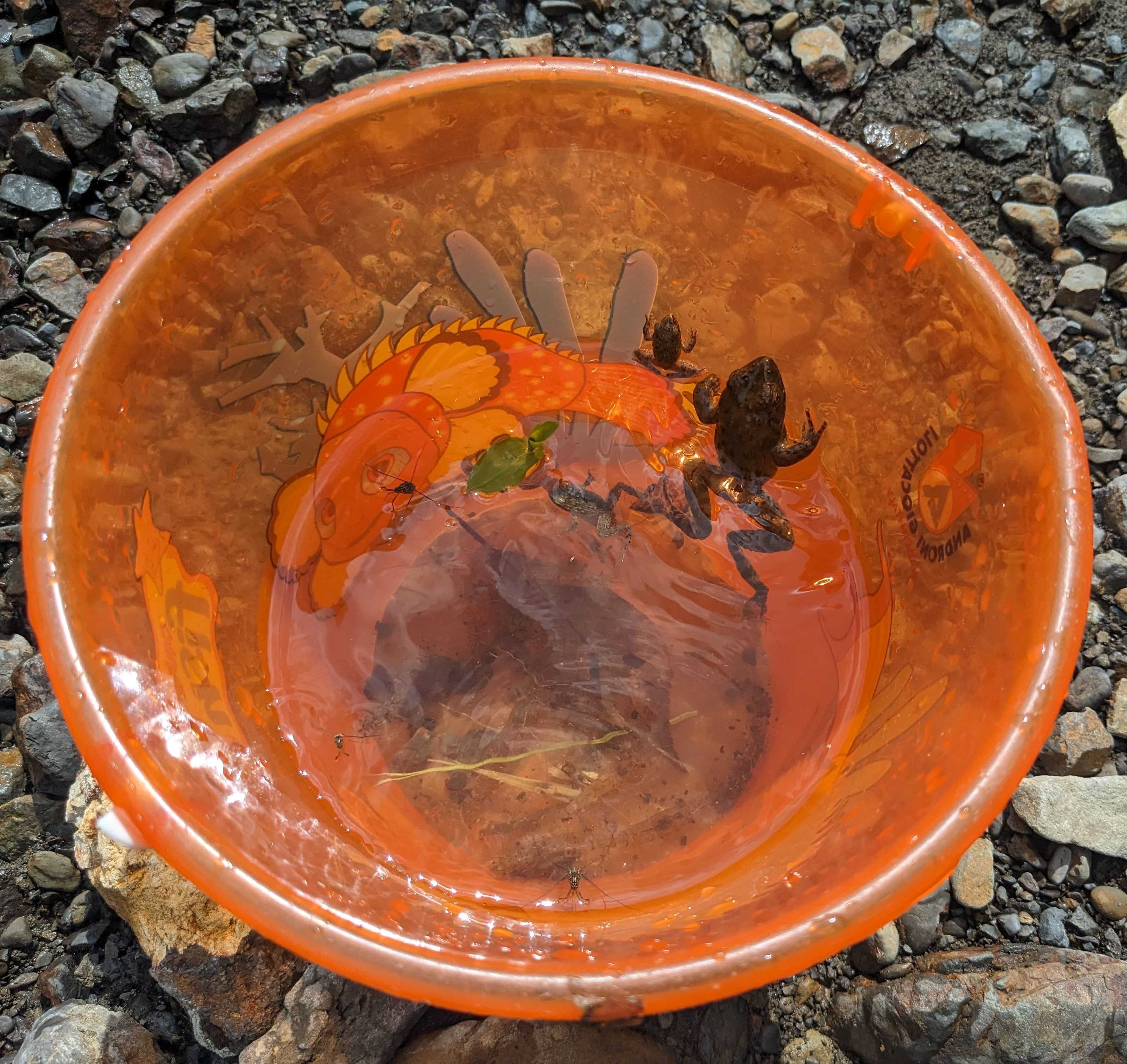 千葉県酪農のさと近くの丸山川　生き物が一杯いました