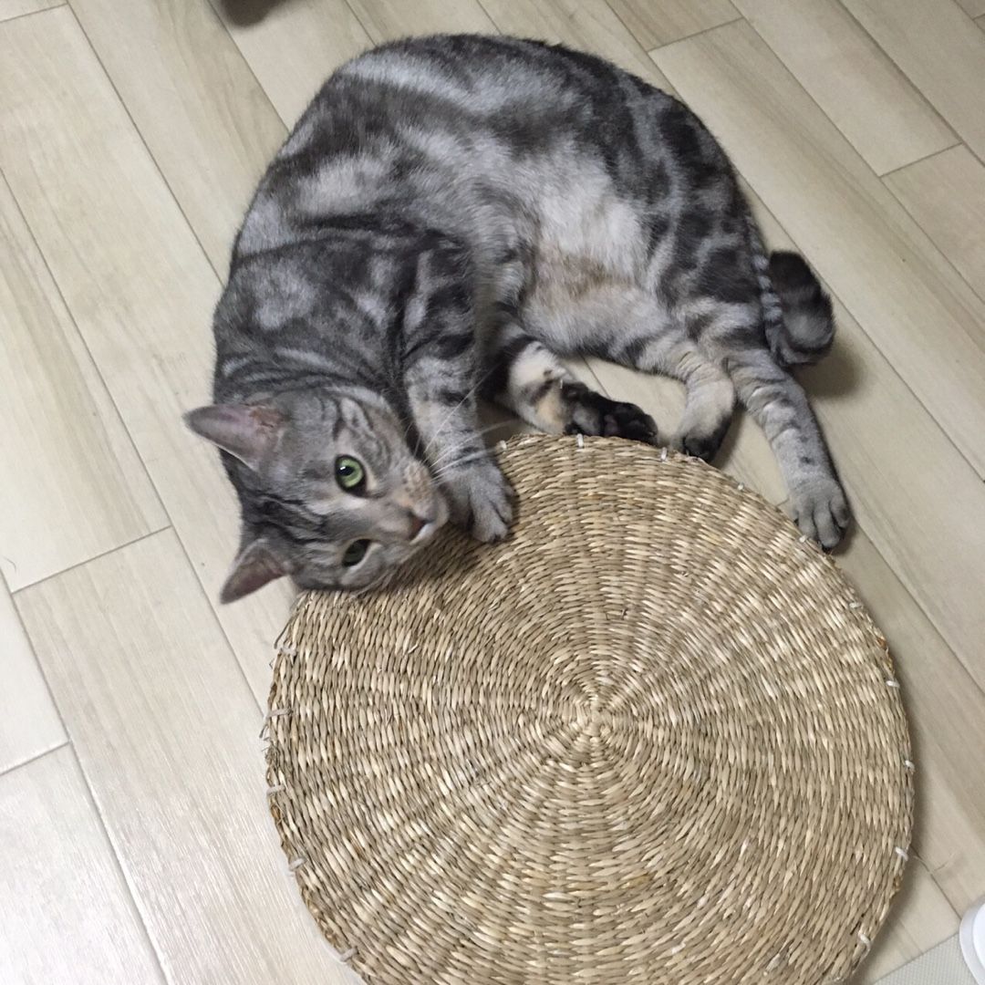 爪研ぎ 頭をかく 猫と暮らす素人鉄道模型の日記 楽天ブログ