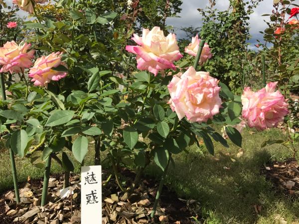 rblog-20170921074755-04.jpg