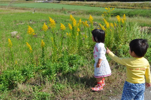 双子の孫