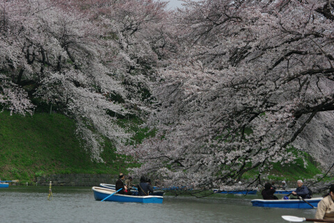 千鳥ヶ淵緑道