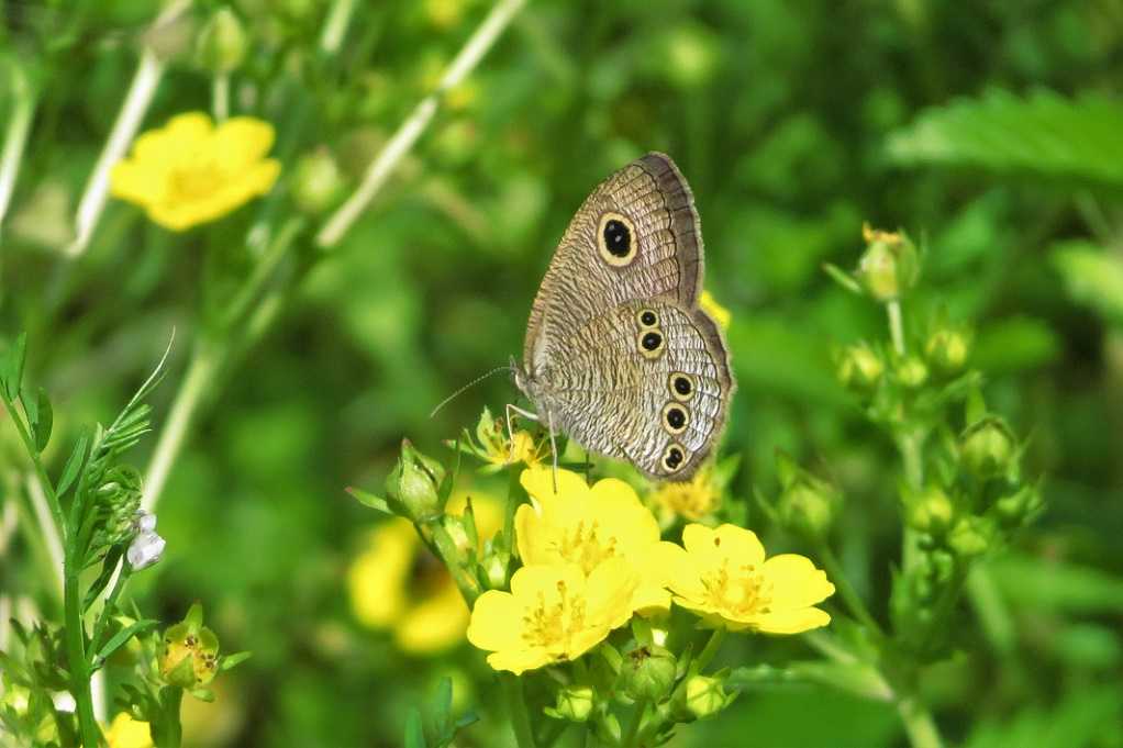 野の花；ノイバラ、オヘビイチゴ、ハハコグサ、ハルジオンと