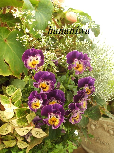 2012_1122トレッサ用寄せ植えとクレマチスの講座とカ0024.JPG
