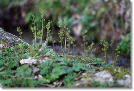 樹木公園-41 コチャルメルソウ-3 14.3.29
