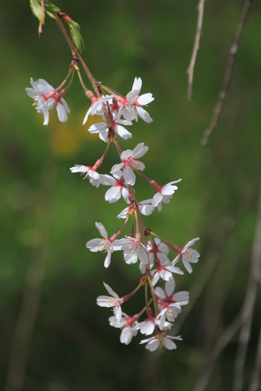 庭園の枝垂れ桜_005.jpg