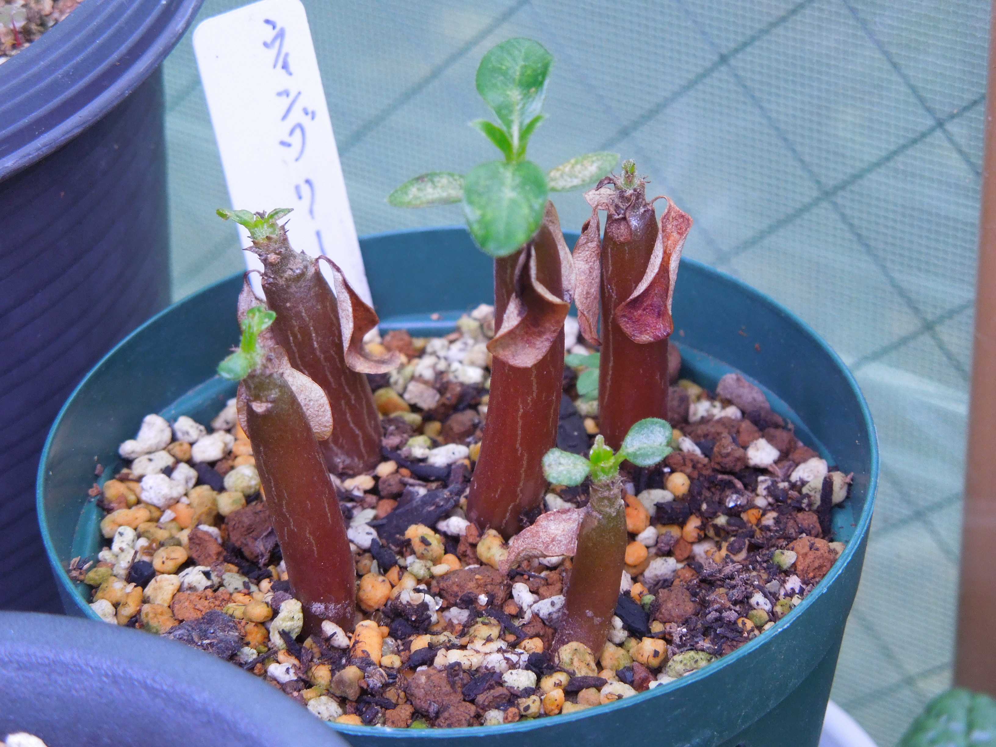【自家採取】発芽確認10粒 パキポディウム ウィンゾリー windsorii 自家採取】発芽確認 10粒 パキポディウム ウィンゾリー