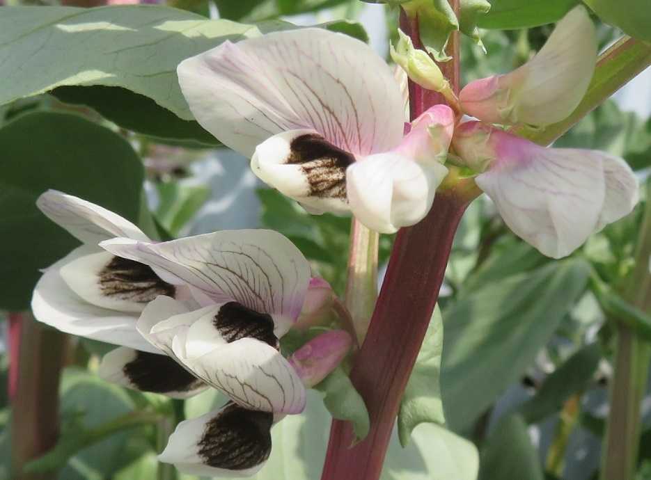 哀変わらずバタバタ 花はソラマメ だい のひとりごと 楽天ブログ