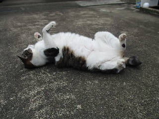 IMG_4453ss.jpg