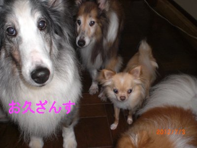 みるきー１１さい