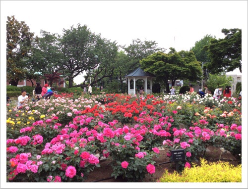 港の見える丘公園のバラ