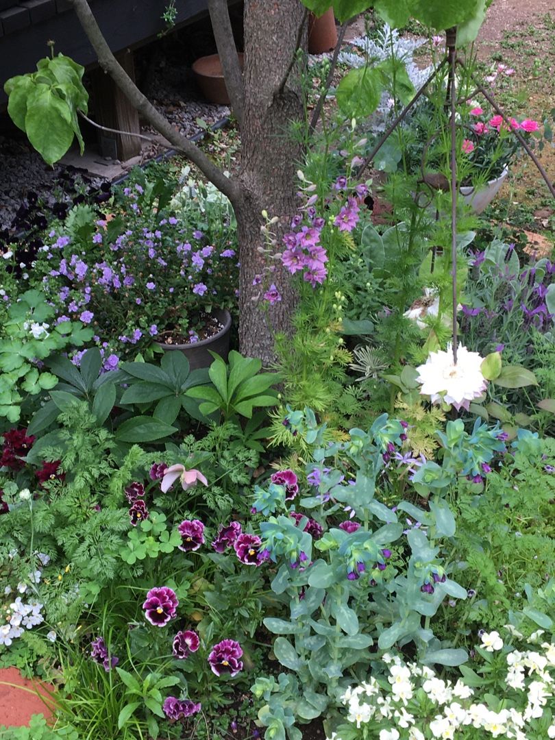 ラークスパー開花 Jupiterのシェードガーデン 楽天ブログ