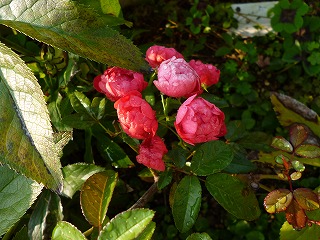P1240157ss.jpg