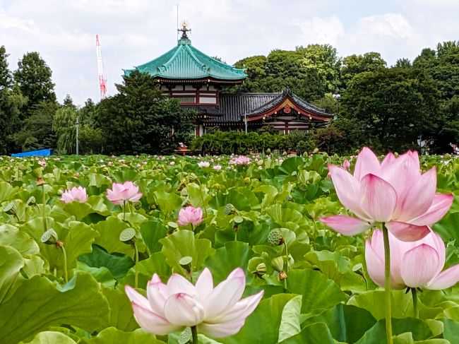 蓮の花 不忍池 Lotus flower Ueno 2025年7月31日 | 時空の旅