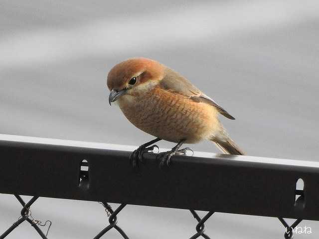 モズ2021年1月29日