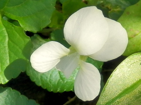 白いスミレの花・拡大