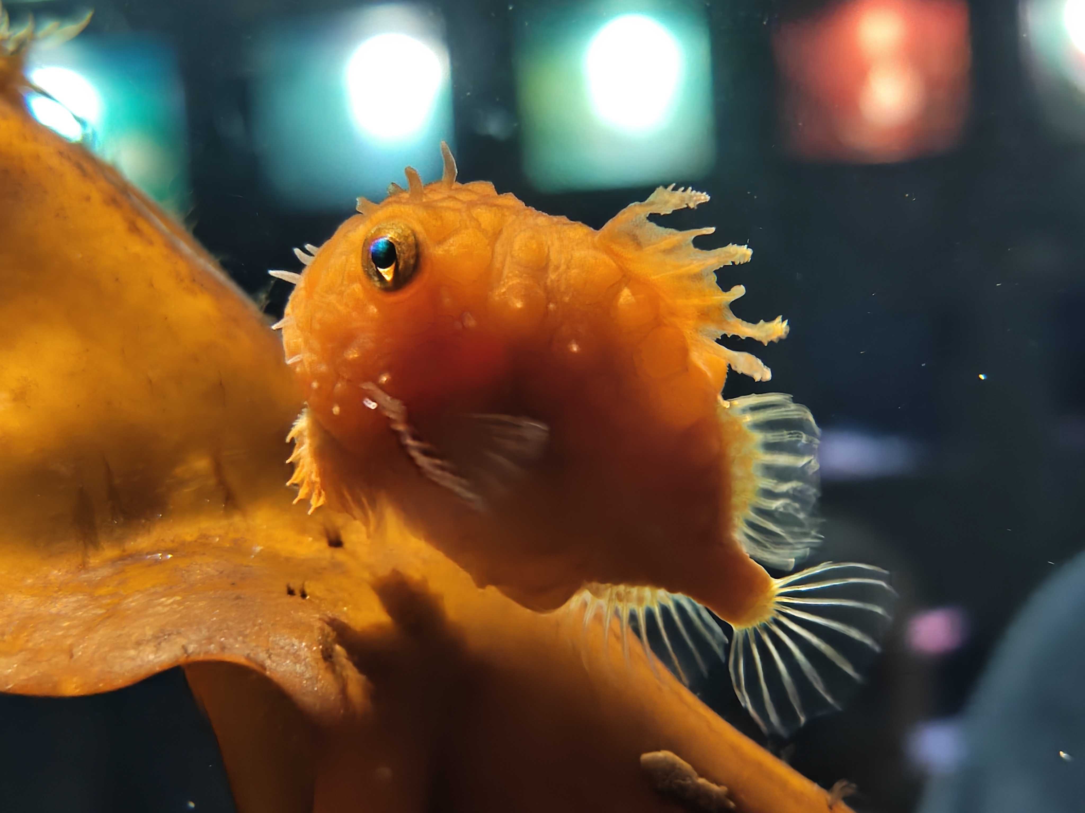 アクアマリンふくしま　ダンゴウオ