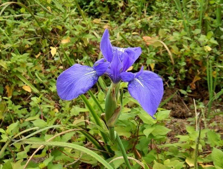 カキツバタ3.JPG