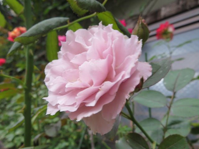 この時期のバラの消毒の大切さと久々10年ぶりの動植物園 ばぁばの薔薇の花園 楽天ブログ