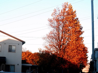 紅葉　11.4　2015