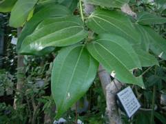 coumarin_img_01.jpg