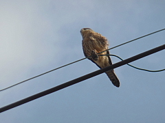 conv0377.JPG