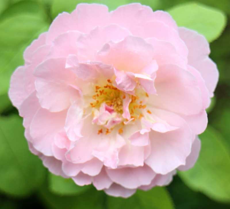 メアリーローズ バラと可愛い花たち 楽天ブログ