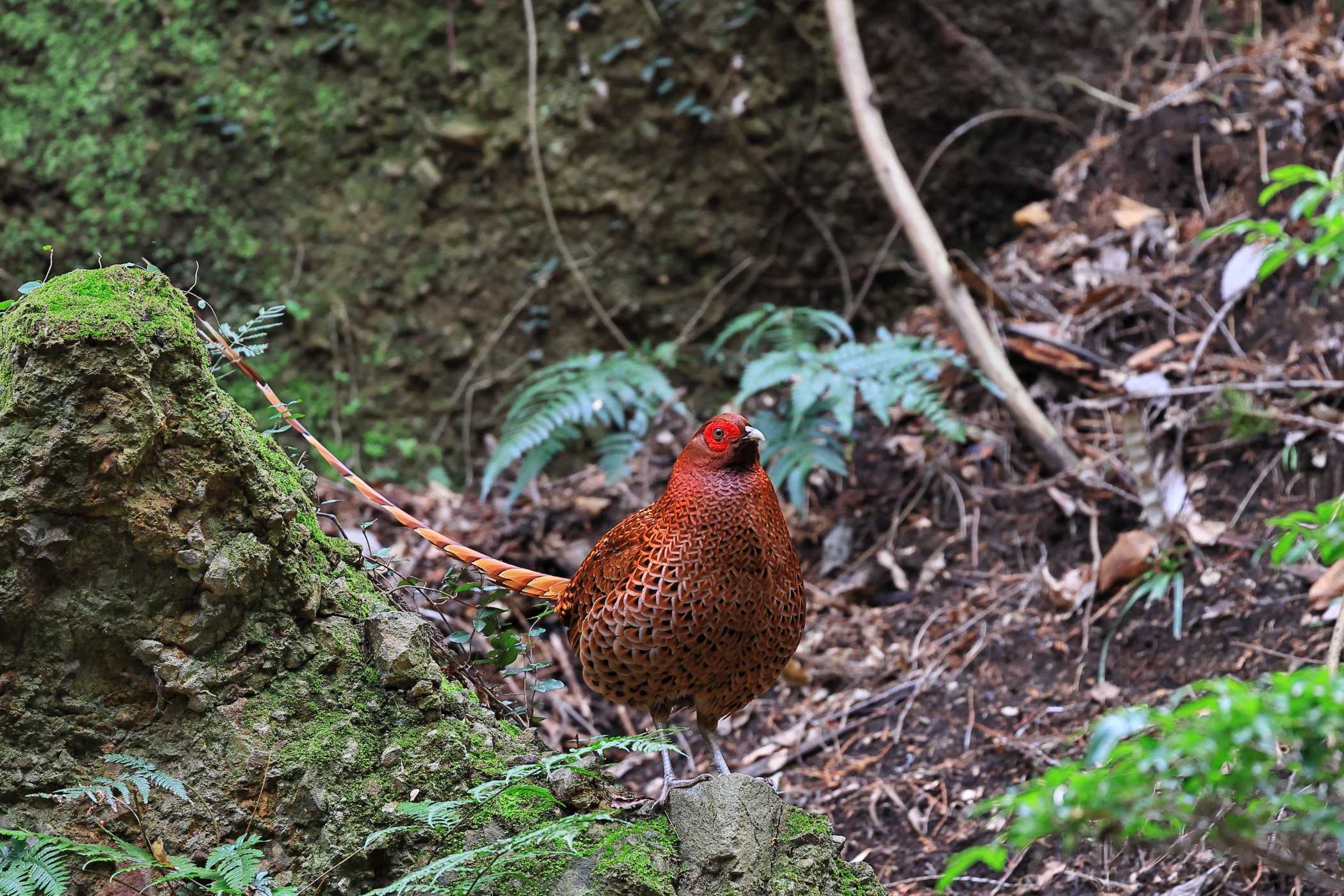 ヤマドリ <今シーズン初撮り>Ⅰ | 野鳥ブログ イノセントBIRDER - 楽天ブログ
