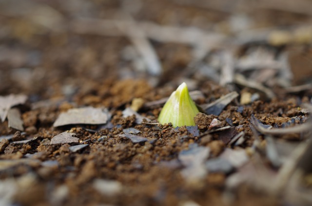 s_IMGP4129.JPG