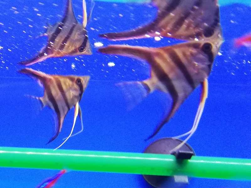 エンゼルフィッシュ＞について | ワイヤークラフト ＠ アクアリウム