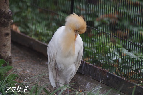 井の頭自然文化園