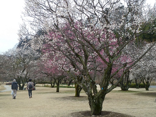 2015.3.4 涸沼・偕楽園 037.JPG
