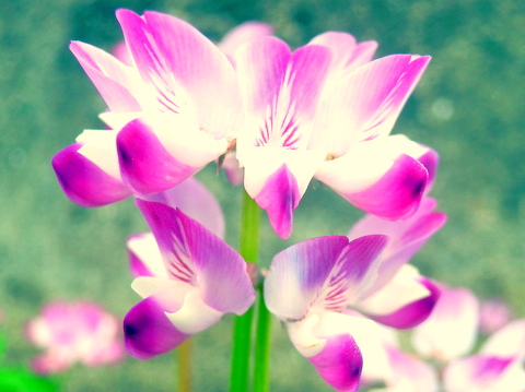 蓮華の花・横顔