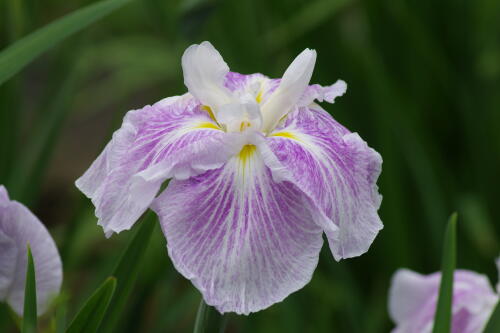 浜離宮恩賜庭園の花菖蒲