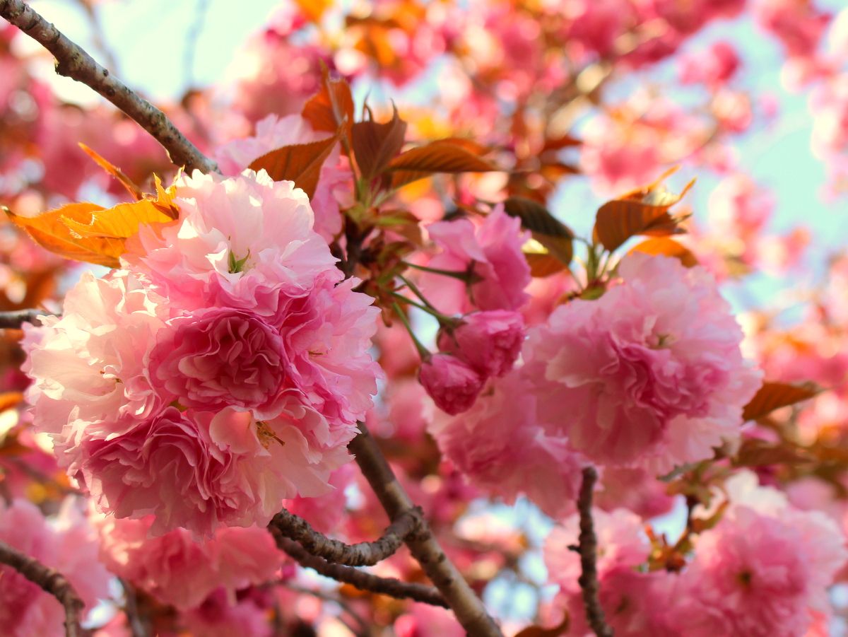 長瀞桜リポート⑦「宝登山麓 通り抜けの桜」 | 花のおもてなし長生館スタッフのブログ - 楽天ブログ