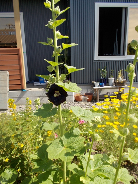 DSCN0573 (480x640).jpg