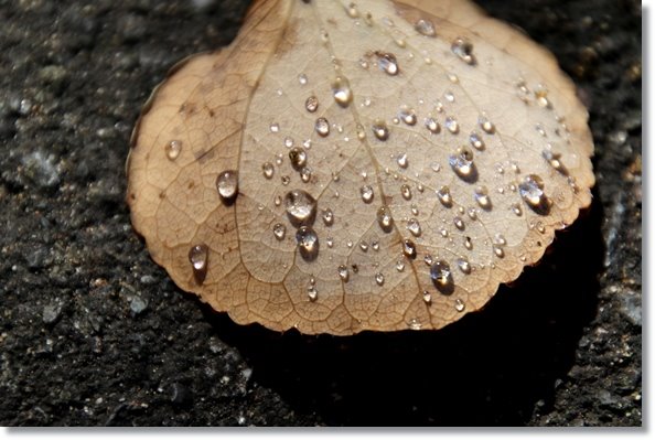 樹木公園-4 カツラの落ち葉-2 15.10.14