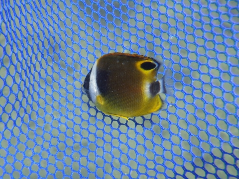 串本磯採集2017年8月中旬30　チョウハン（Chaetodon lunula）