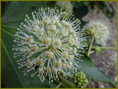 令和元年12月11日 八手の花てんてん手鞠玩ぶ 花の歳時記 天南星の魅力 山野草 楽天ブログ