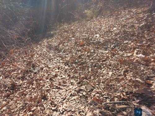 秩父の氷柱と宝登山 | やっぱり山と花が好き - 楽天ブログ