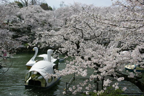 井の頭恩賜公園の桜