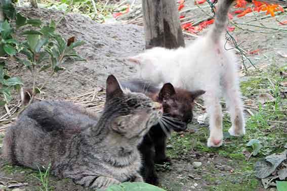 我が家のニャンコ♪2016/07/11-2