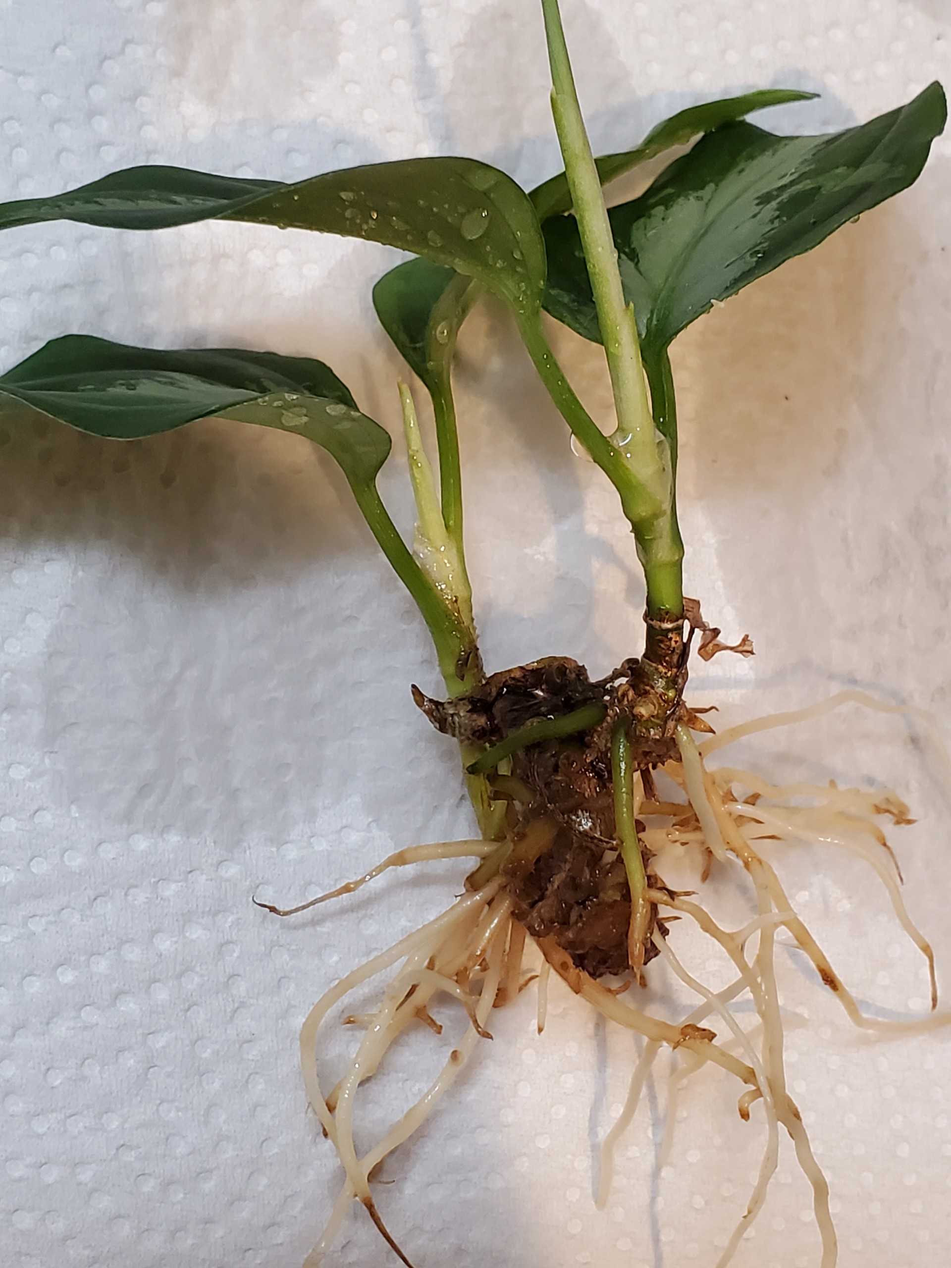 アグラオネマ Class4成長記録5 Let S Green Life 楽天ブログ