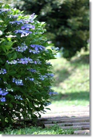 大乗寺丘陵公園-30 アジサイ-4 13.6.22