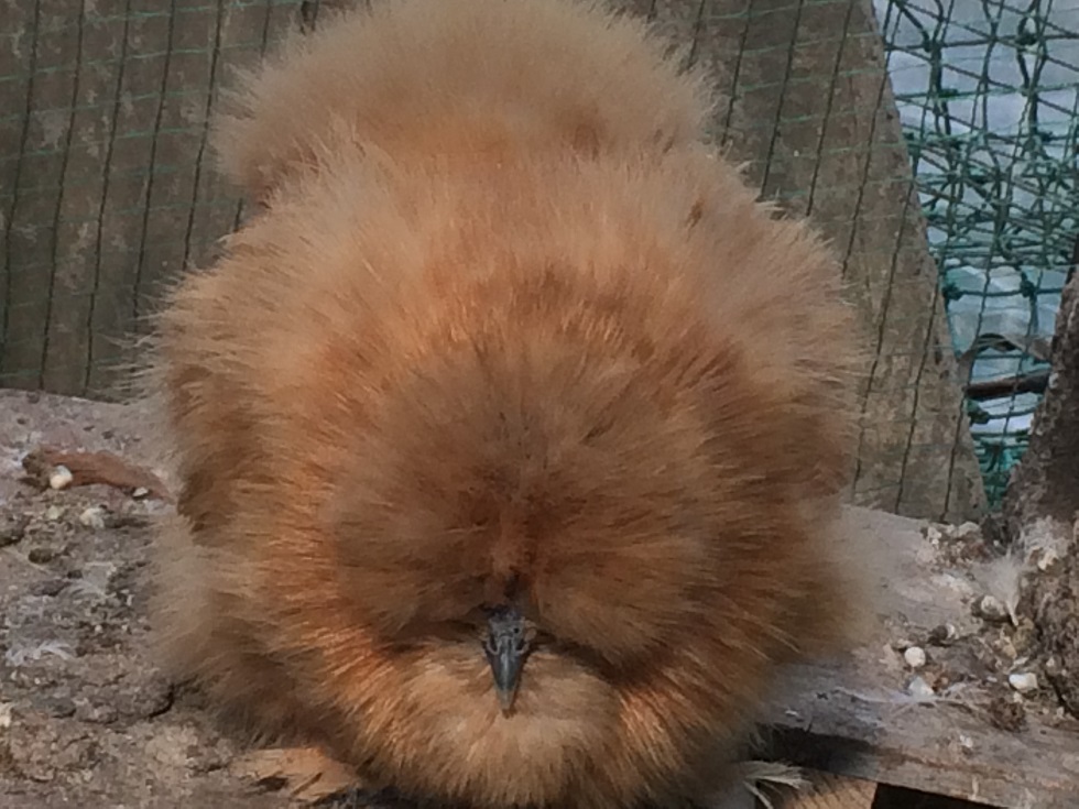 モコモコ 赤烏骨鶏です アローカナ原種 孵卵器 有精卵 烏骨鶏 鳥小屋 楽天ブログ