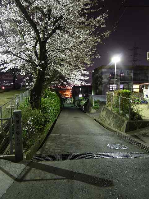 警固屋夜桜見物　平成25年3月30日 3