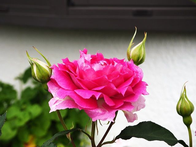 エドゥアール・マネ初開花 いおり、ガブリエル、美しい咲き始め | ピーチヒルの薔薇日記 - 楽天ブログ